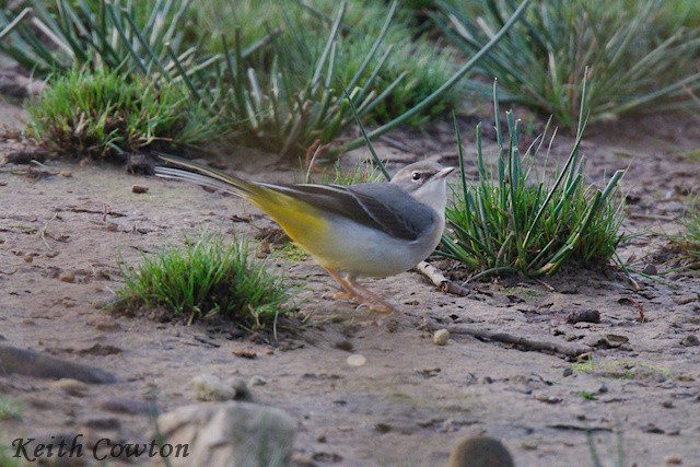 Gray Wagtail - ML644747998
