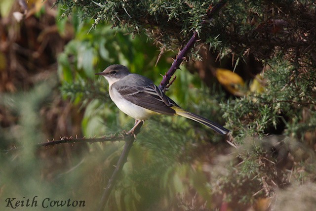 Gray Wagtail - ML644747999