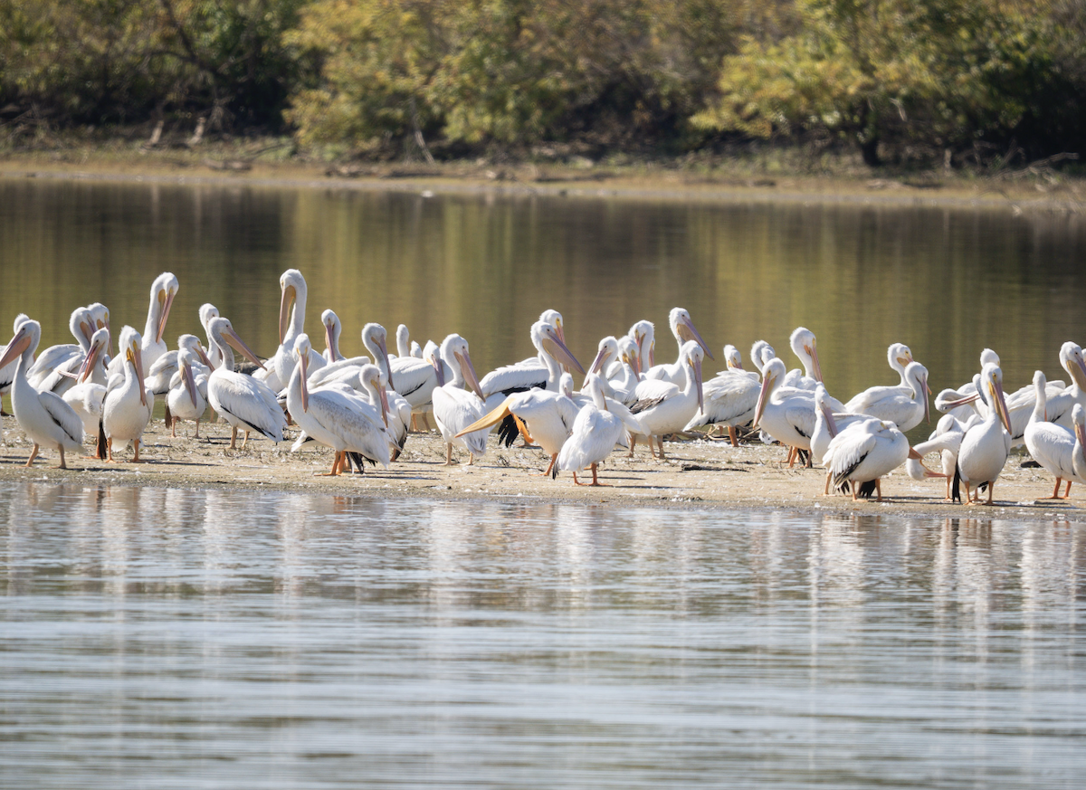 American White Pelican - ML644748003
