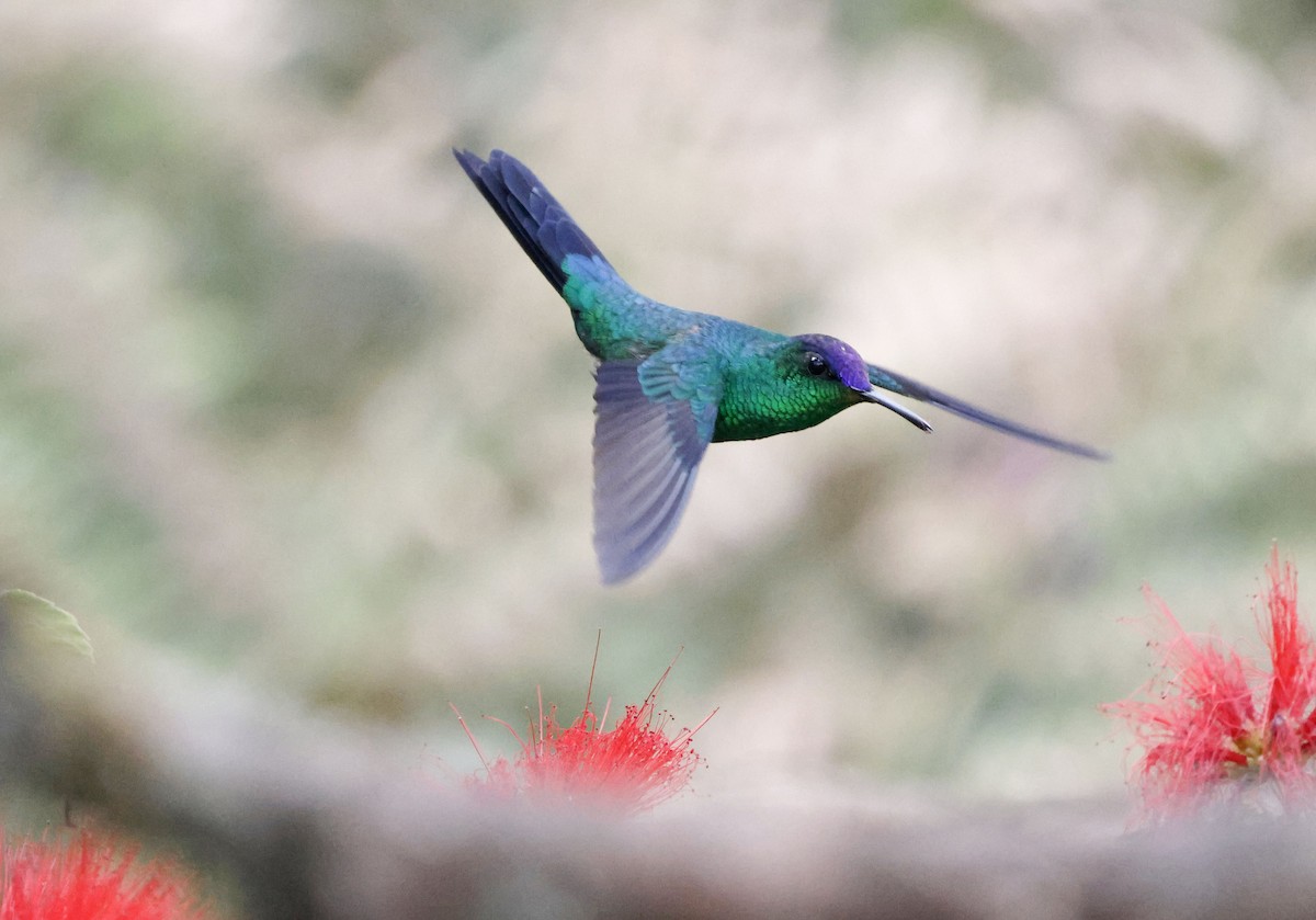 Violet-capped Woodnymph - ML644748004