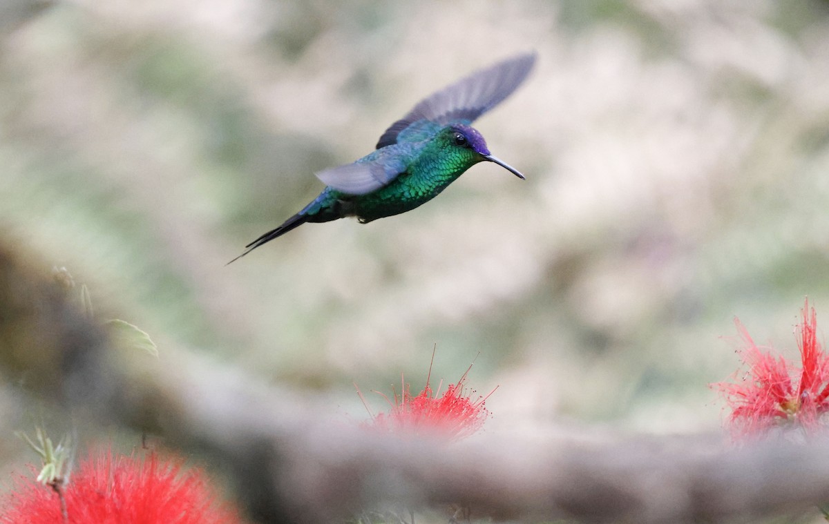 Violet-capped Woodnymph - ML644748005
