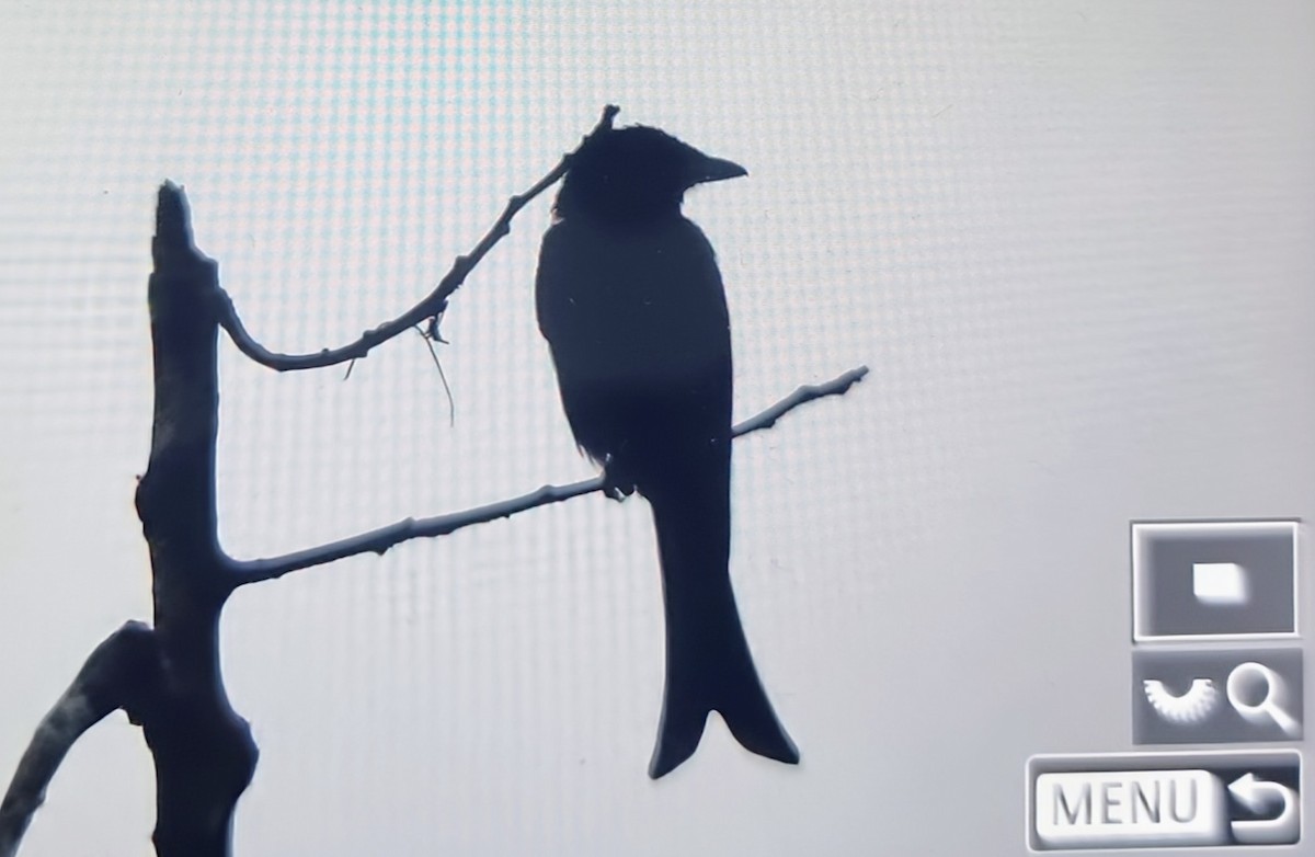 Velvet-mantled Drongo (Fanti) - ML644748013