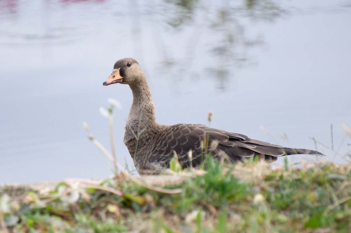 Greater White-fronted Goose - ML644748026