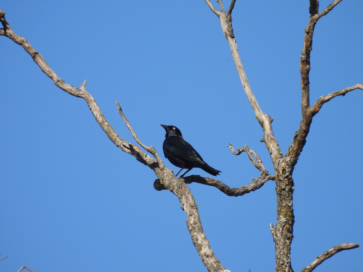 Brewer's Blackbird - ML644748028