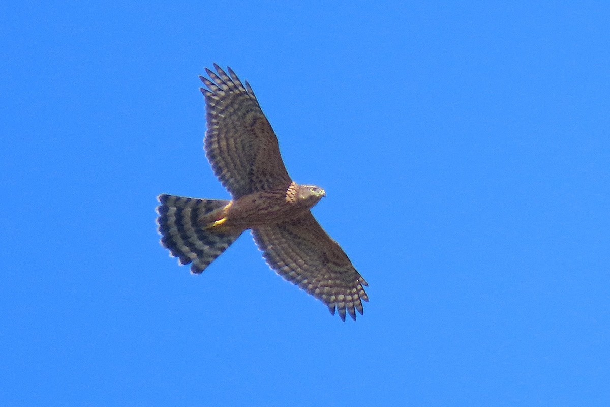 Eurasian Goshawk - ML644748034