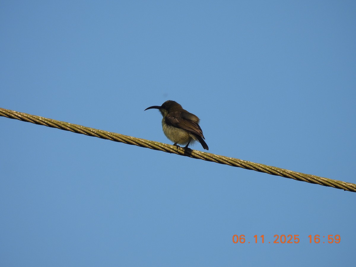 Purple-rumped Sunbird - ML644748035