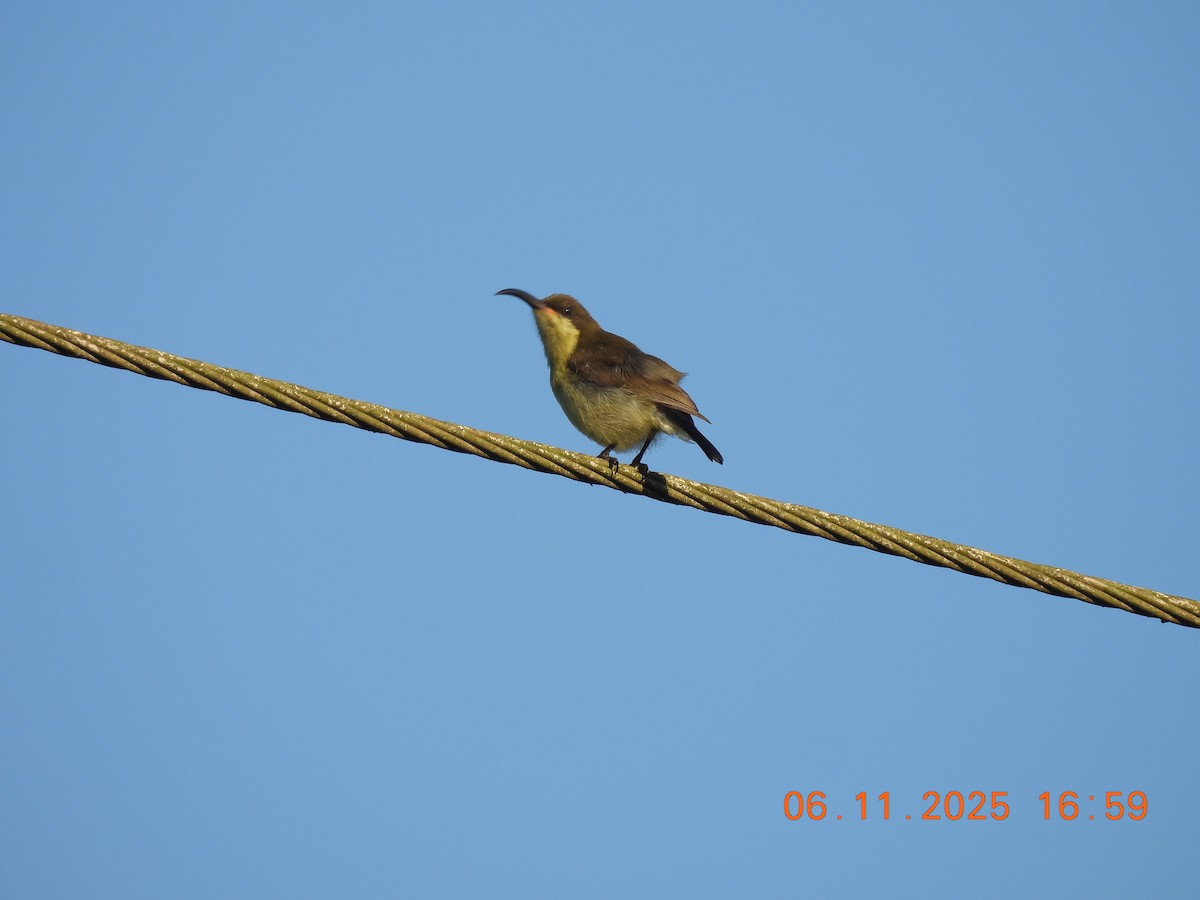 Purple-rumped Sunbird - ML644748036