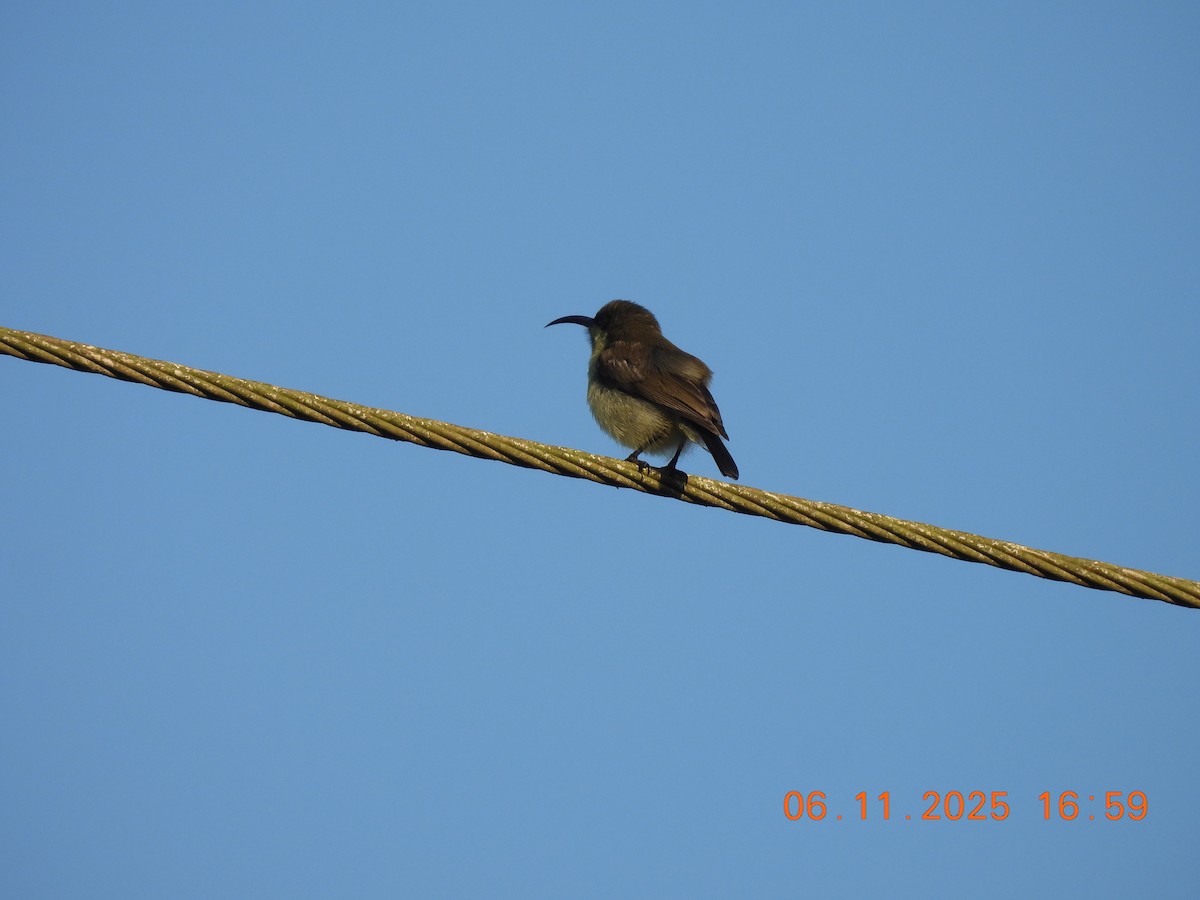 Purple-rumped Sunbird - ML644748037
