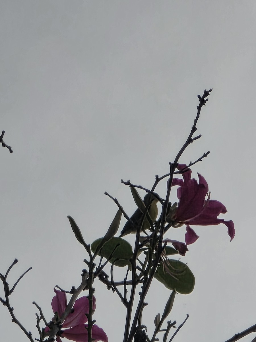 strdimil zdobený - ML644748043