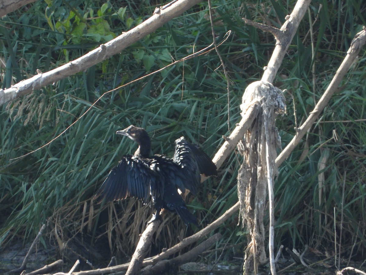 Pygmy Cormorant - ML644748046