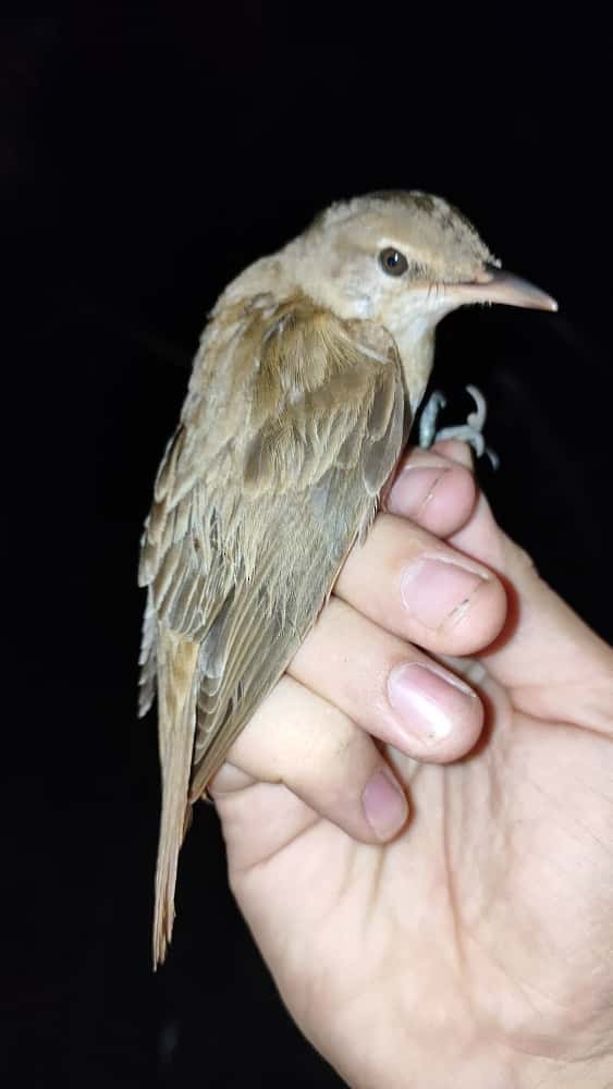 Great Reed Warbler - ML644748049