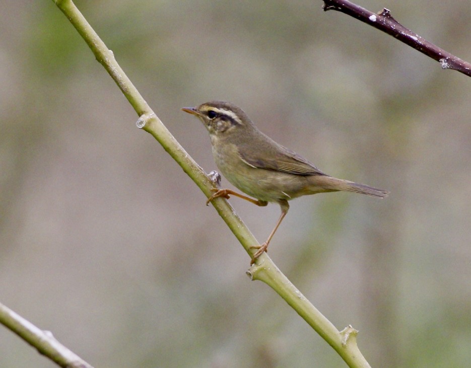 עלווית עבת-מקור - ML644748058