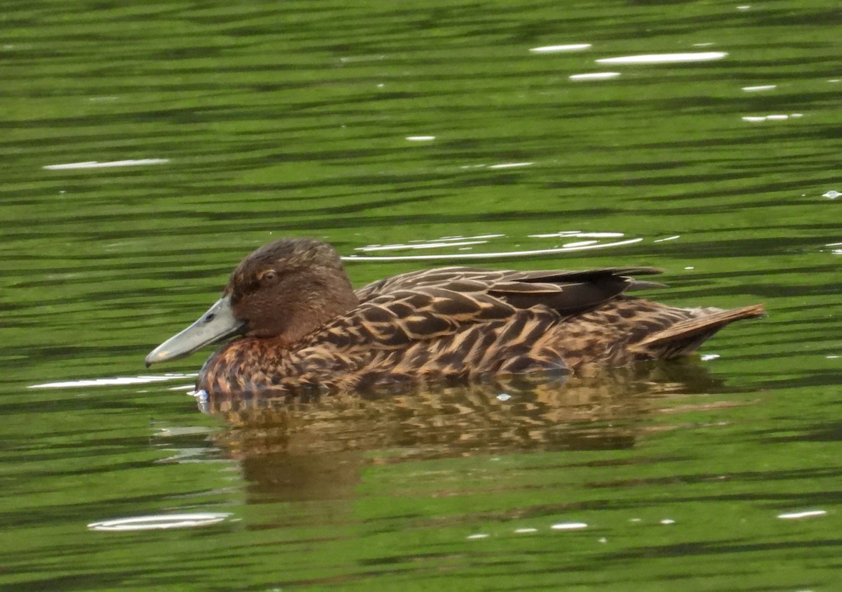 Meller's Duck - ML644748071