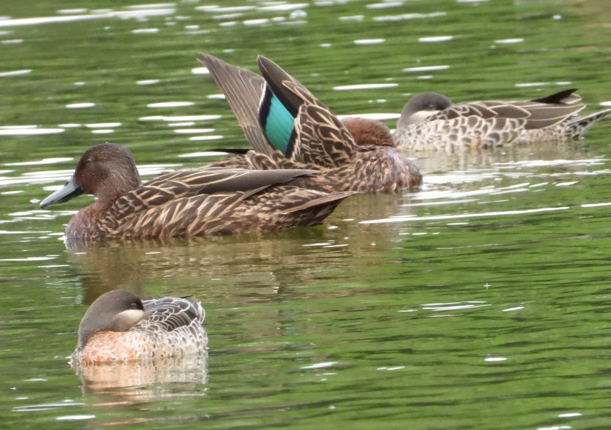 Meller's Duck - ML644748073