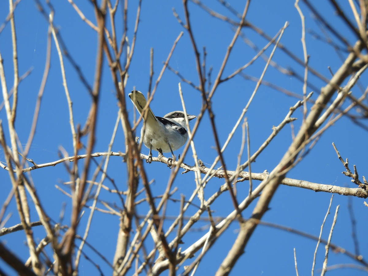 Loggerhead Shrike - ML644748080