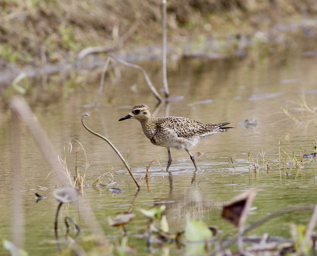 חופזי קטן - ML644748086