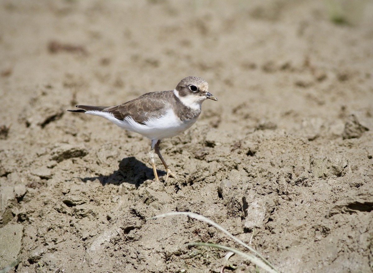 חופמי גדות - ML644748092