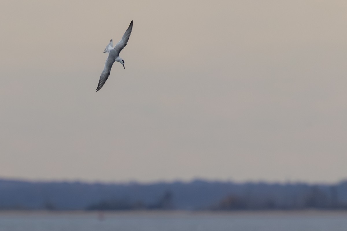 Forster's Tern - ML644748095