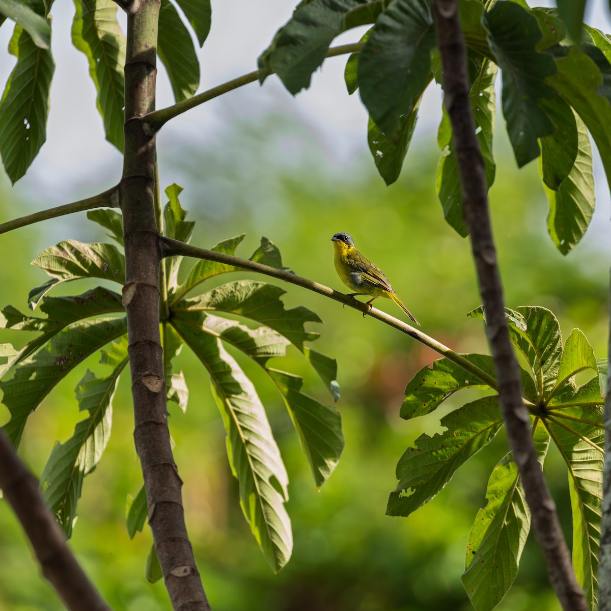 Жовтогорлик східний - ML644748108