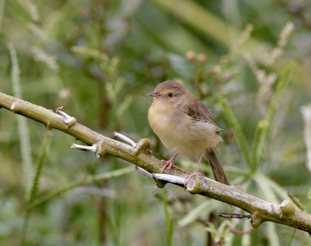 Plain Prinia - ML644748109
