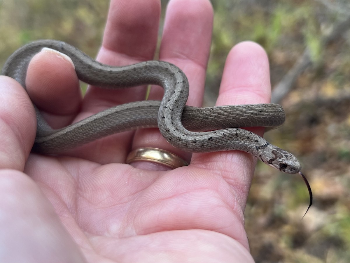 DeKay's Brownsnake - ML644748153