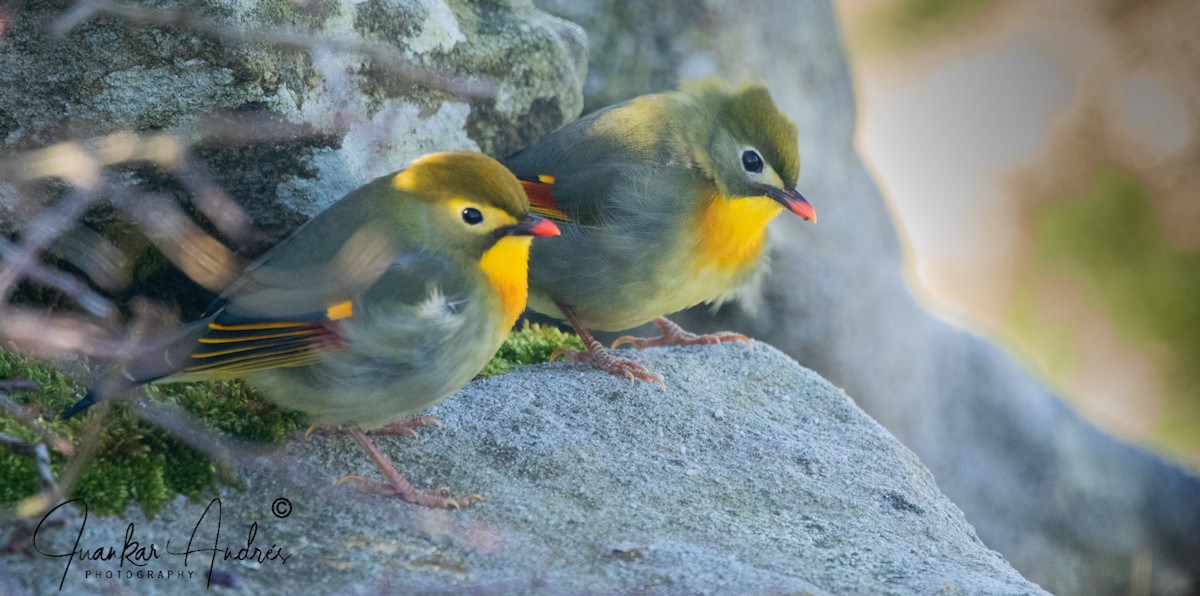 Мезія жовтогорла - ML644748165