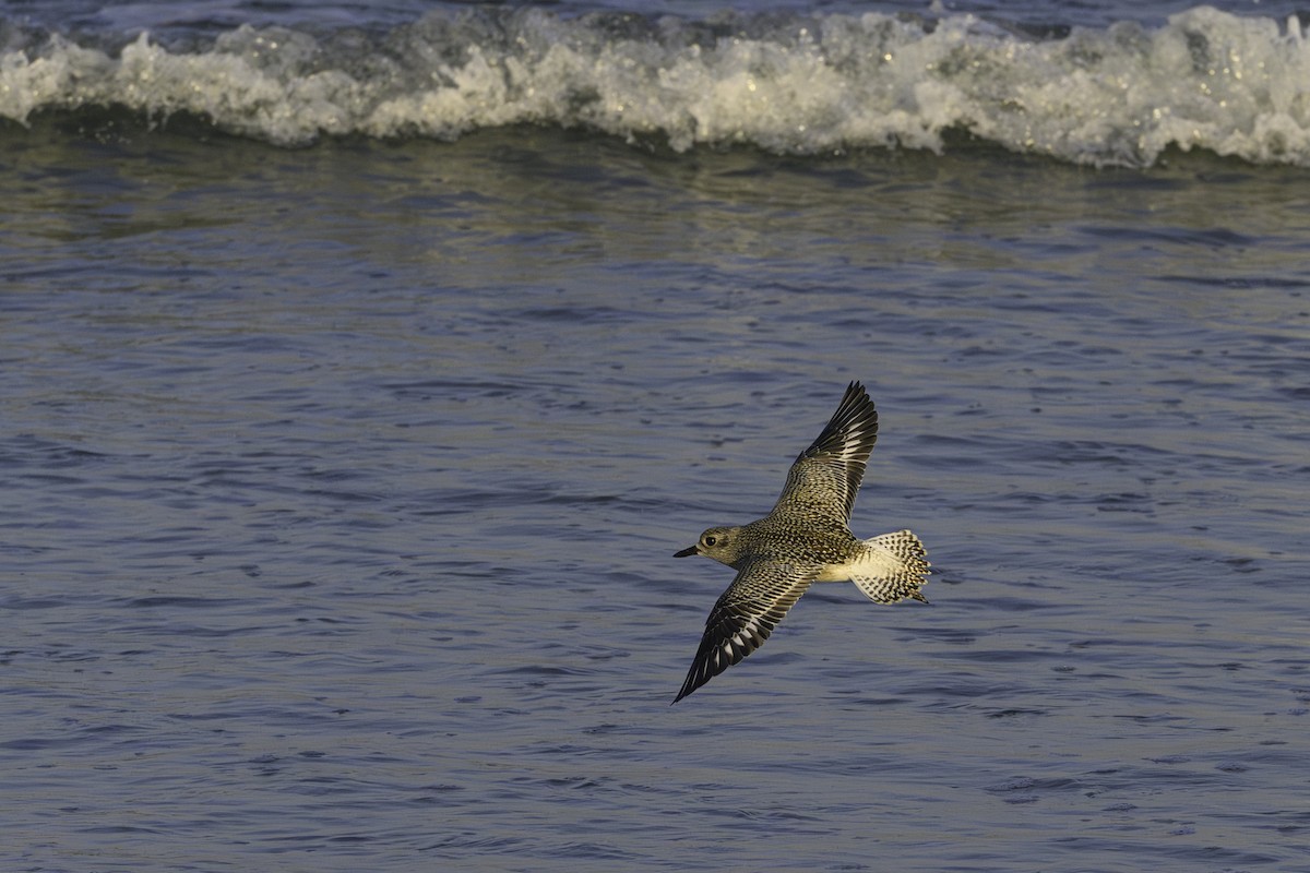 Pivieressa - ML644748166