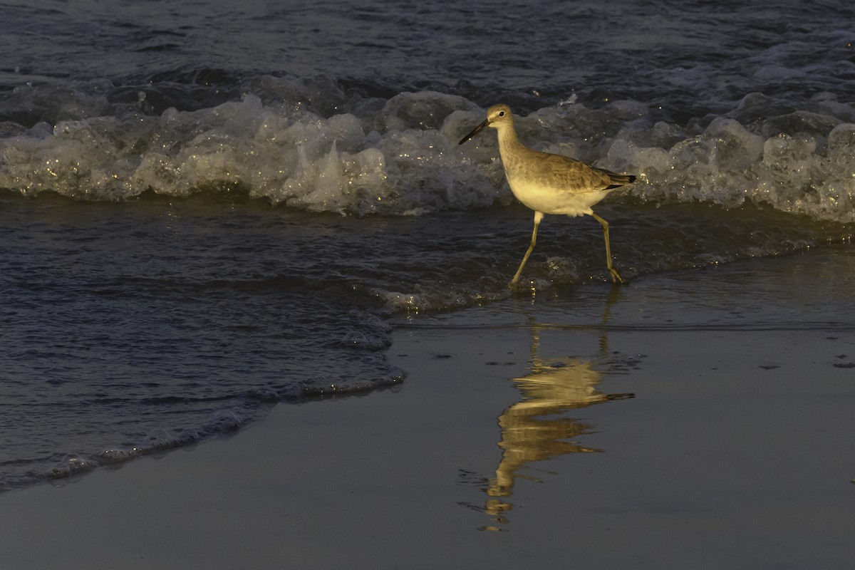 Piro piro semipalmato - ML644748171