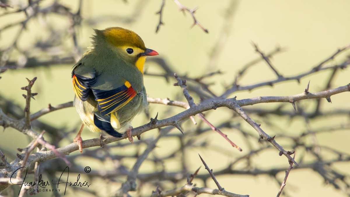 Мезія жовтогорла - ML644748173