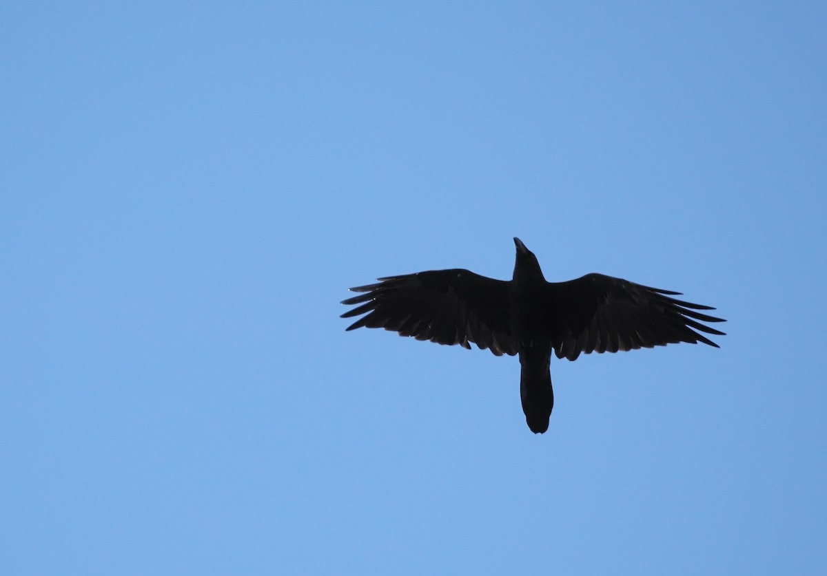 Common Raven - ML644748176