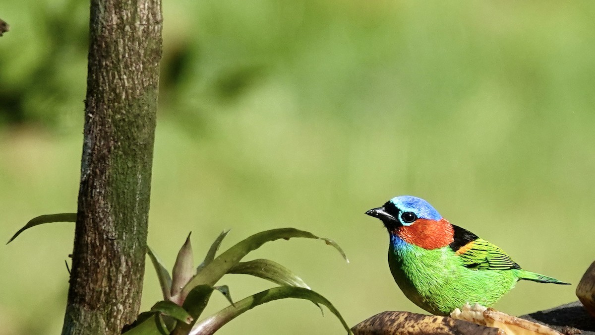 Red-necked Tanager - ML644748185