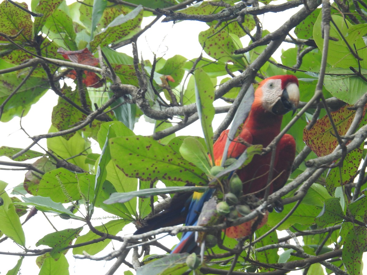 Scarlet Macaw - ML644748186
