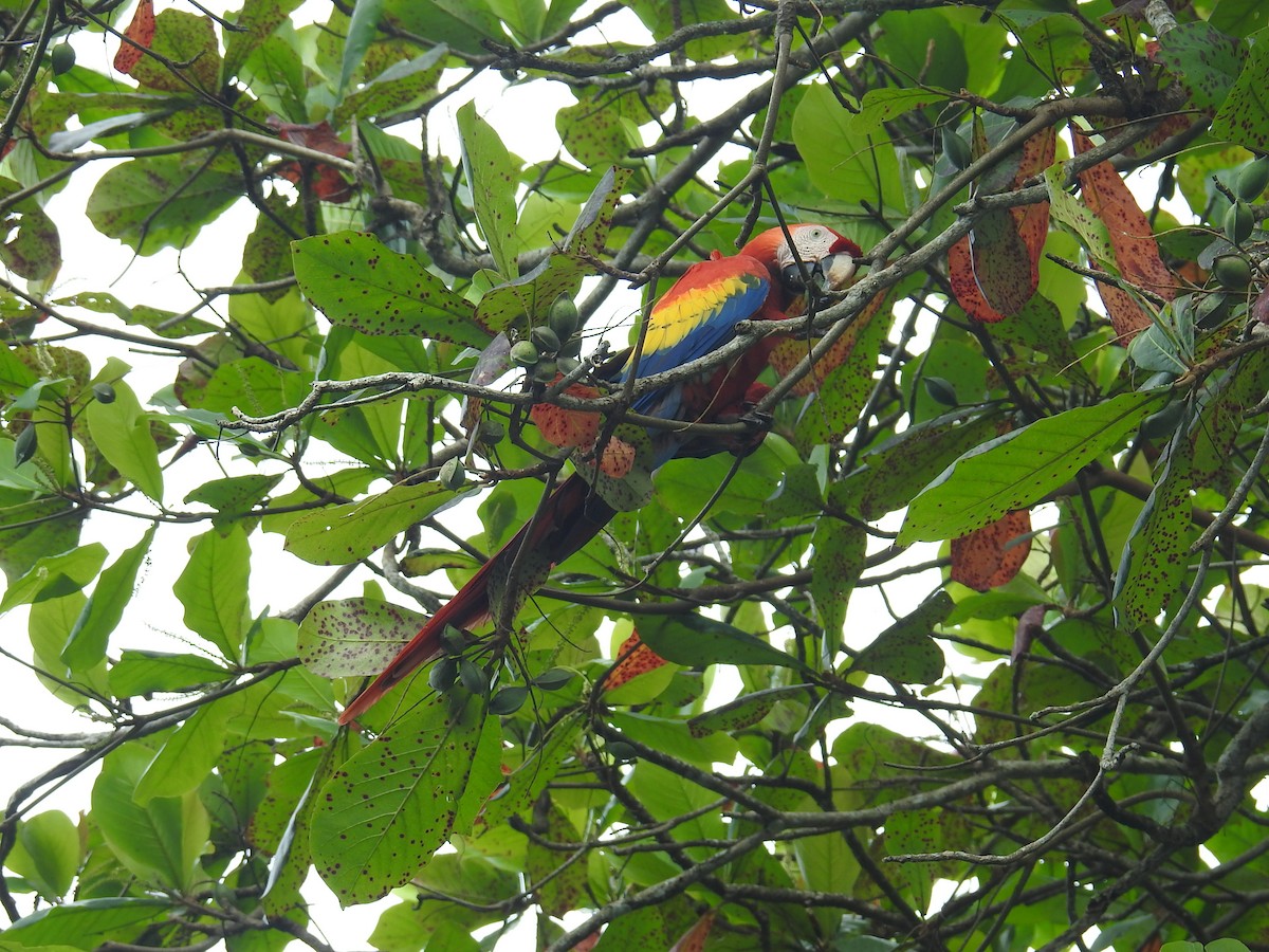 Scarlet Macaw - ML644748187