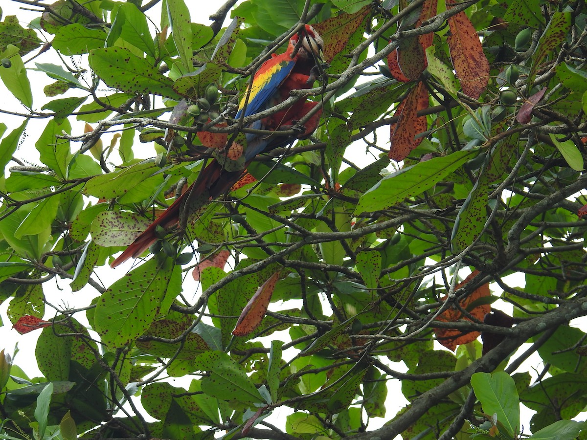 Scarlet Macaw - ML644748188