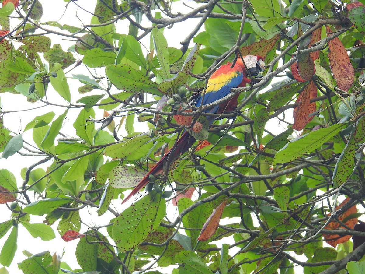 Scarlet Macaw - ML644748189