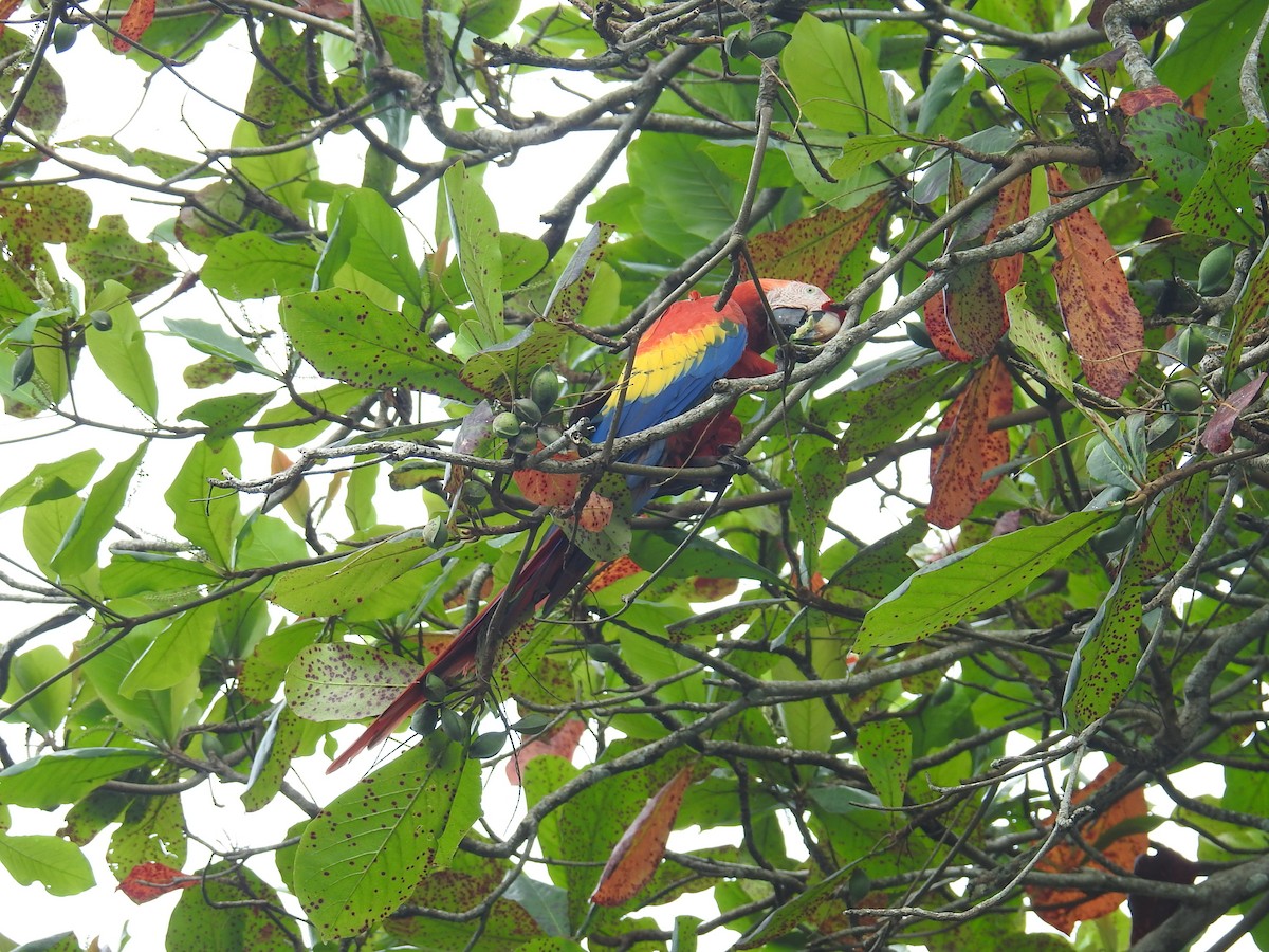 Scarlet Macaw - ML644748190