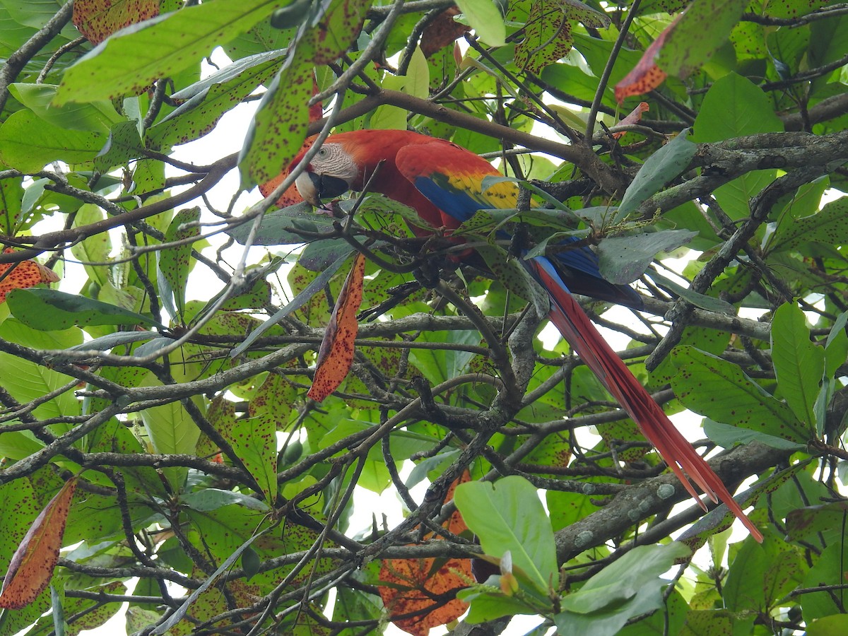 Scarlet Macaw - ML644748191