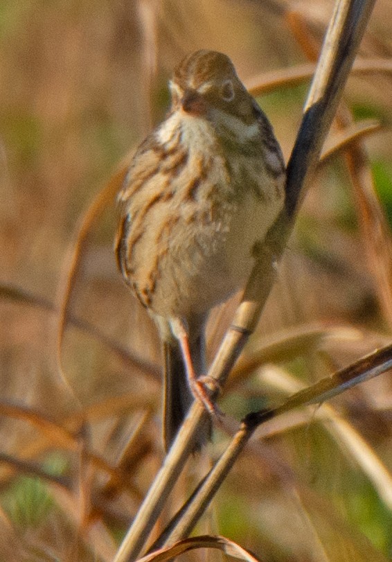 Vesper Sparrow - ML644748194