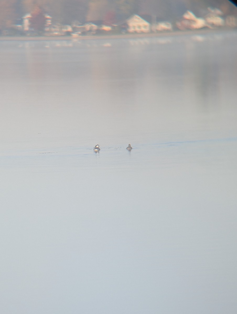 Hooded Merganser - ML644748202