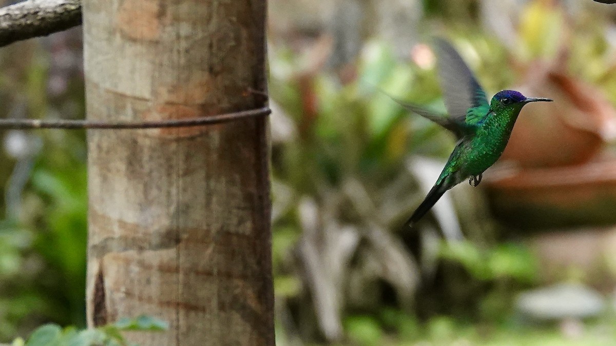 Violet-capped Woodnymph - ML644748224
