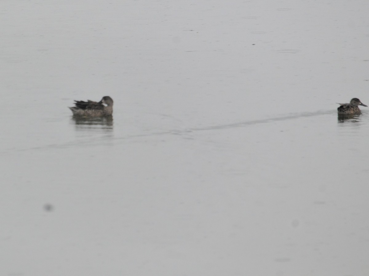 ミカヅキシマアジ - ML644748225