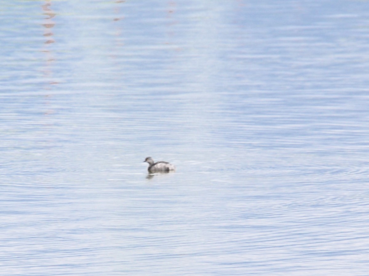 Least Grebe - ML644748234