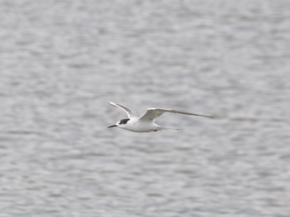 燕鷗 - ML644748242