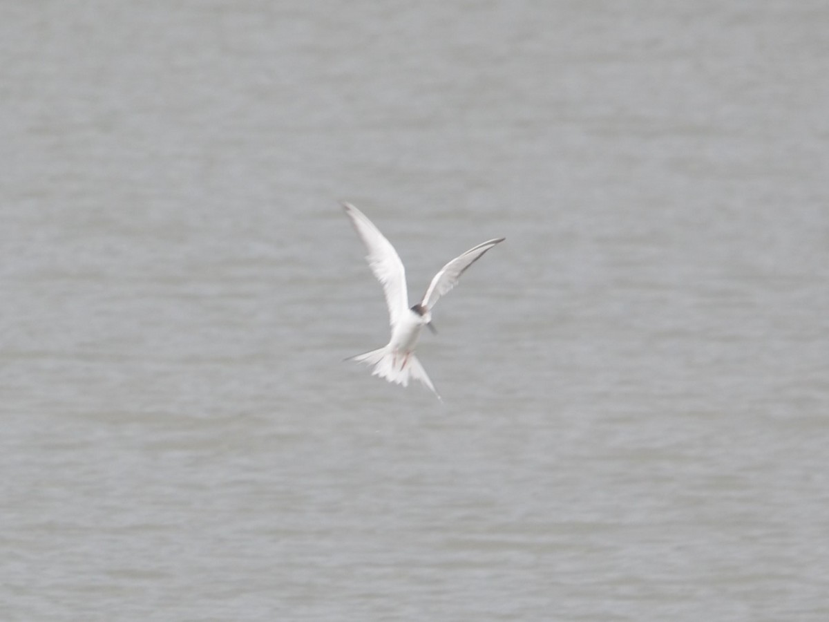 燕鷗 - ML644748243