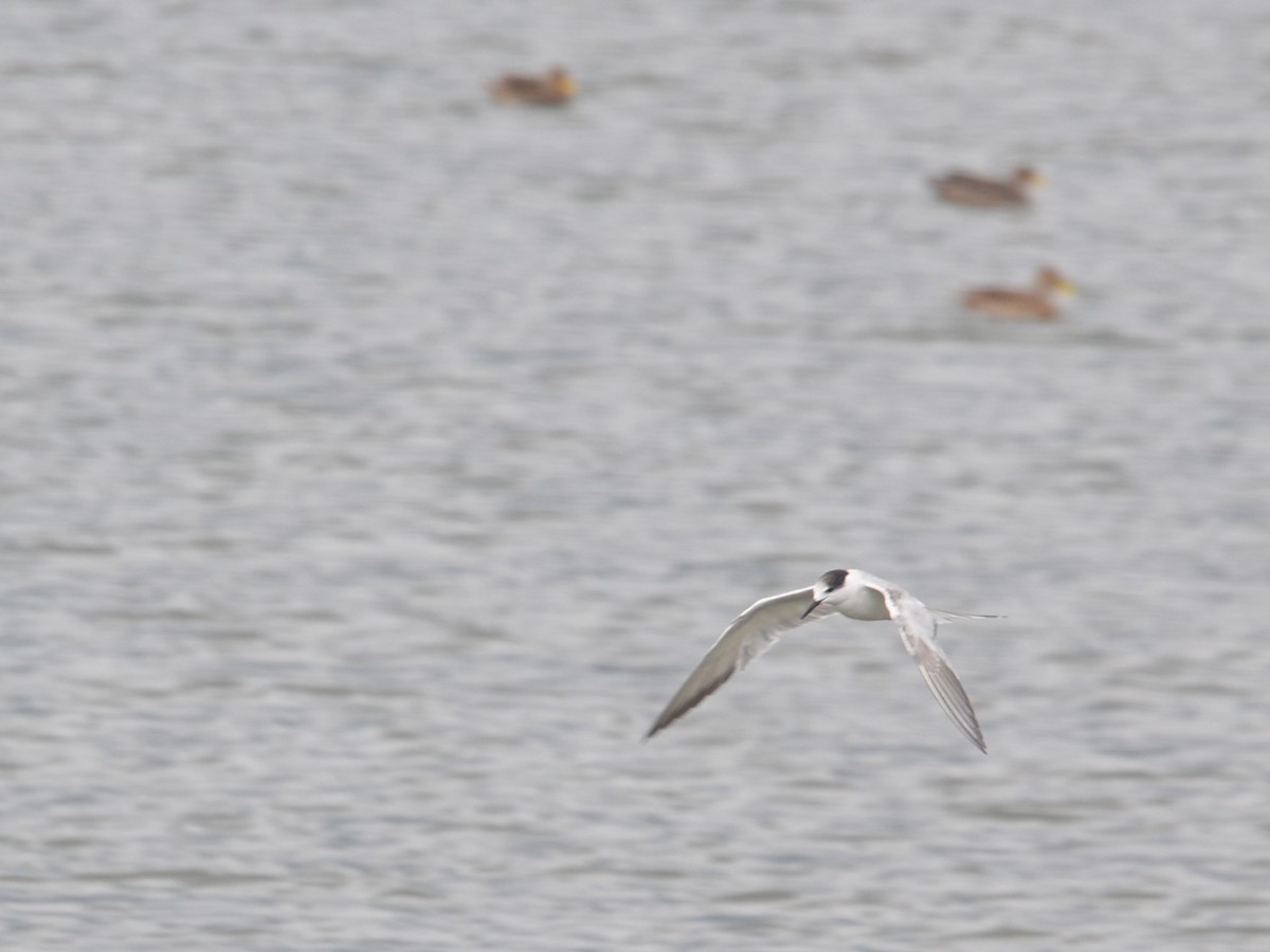 燕鷗 - ML644748244