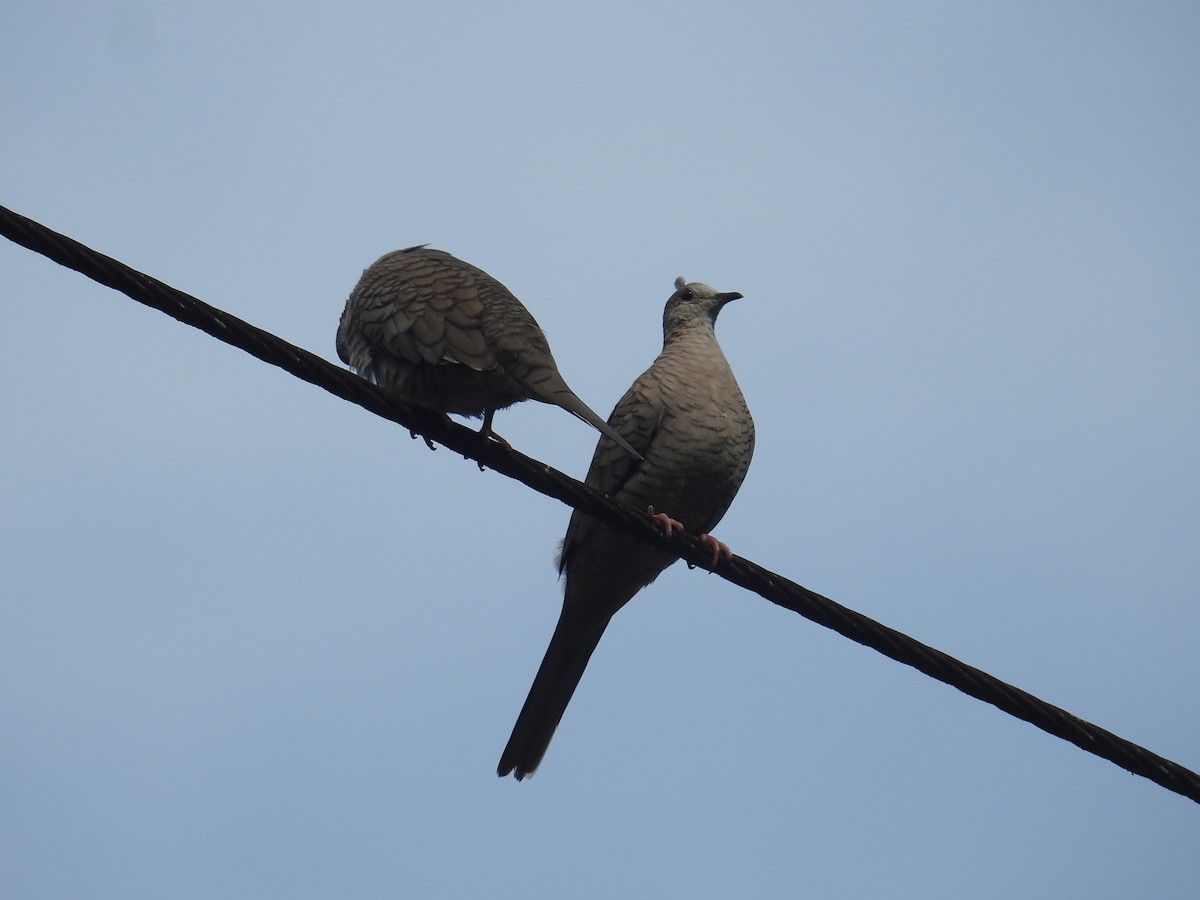 İnka Serçe Kumrusu - ML644748246