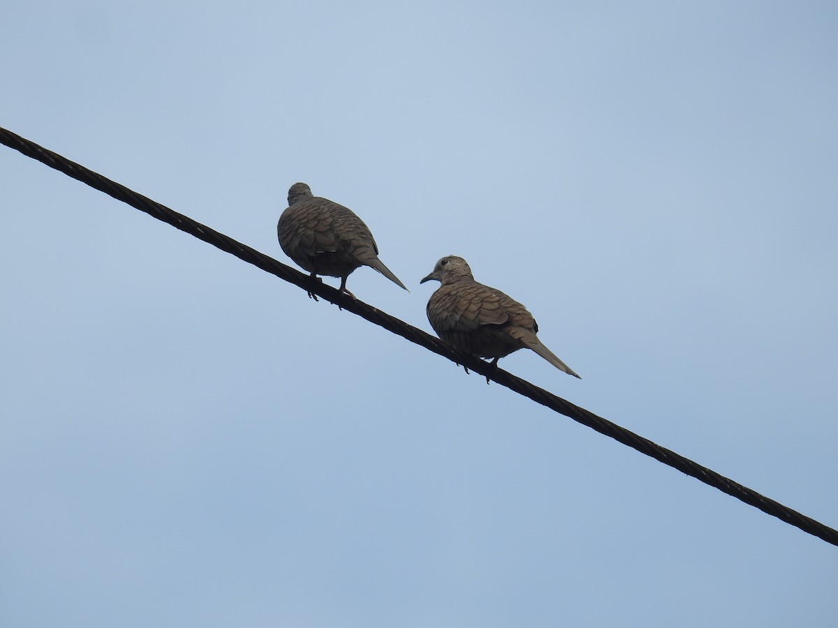 İnka Serçe Kumrusu - ML644748247