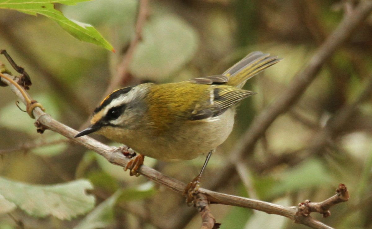 Common Firecrest - ML644748248