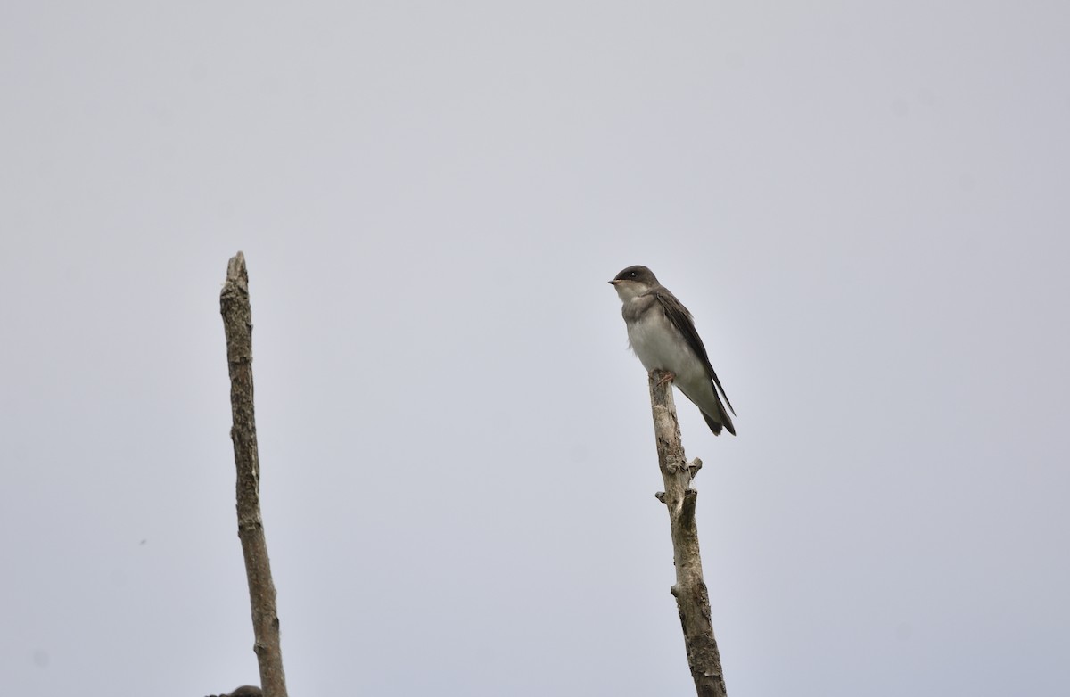 břehule říční - ML644748252