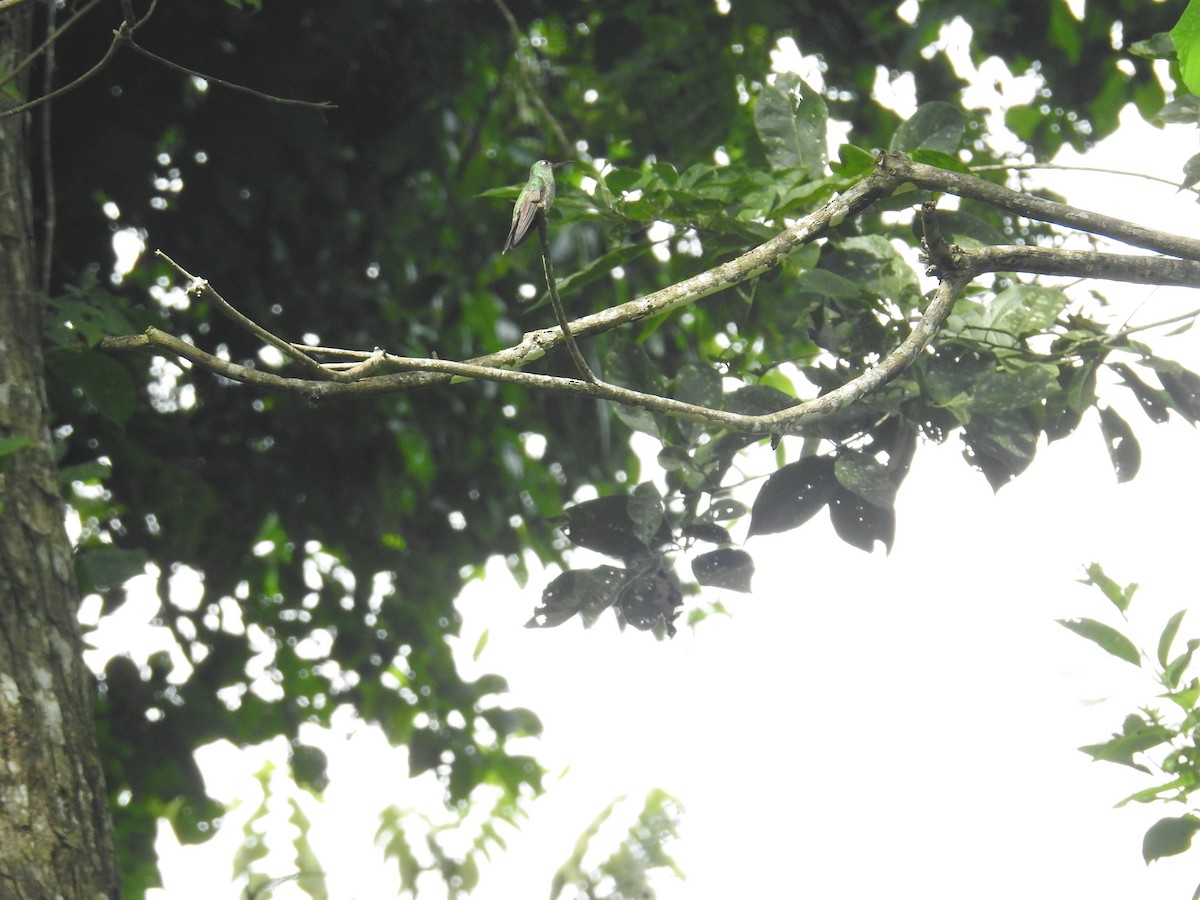 Scaly-breasted Hummingbird - ML644748255